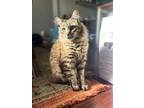Adopt Marshall a Domestic Mediumhair / Mixed cat in Oakland, CA (40805115)