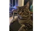 Adopt Elton a Domestic Shorthair / Mixed cat in Oakland, CA (40898143)