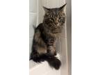 Adopt Bear a Brown or Chocolate (Mostly) Norwegian Forest Cat / Mixed (long