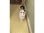 Adopt Zoe a White (Mostly) Turkish Van / Mixed (short coat) cat in York