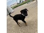 Adopt Rocky a Black Miniature Pinscher / Mixed dog in Dodgeville, WI (41364924)