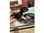 Adopt Benji a Black Miniature Pinscher / Mixed Breed (Medium) / Mixed (short