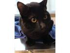 Adopt 5/7 a All Black Domestic Shorthair / Domestic Shorthair / Mixed cat in