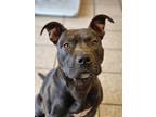 Adopt Princeton a Black American Pit Bull Terrier / Mixed dog in Wausau
