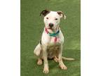 Adopt Darcie a White American Pit Bull Terrier / Mixed Breed (Medium) / Mixed