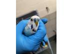 Adopt Bird 38 a Blue Budgie / Mixed bird in Fairfax, VA (41366440)