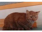 Adopt Sage a Orange or Red Domestic Shorthair / Domestic Shorthair / Mixed cat