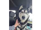 Adopt Ice a Gray/Silver/Salt & Pepper - with White Husky / Mixed dog in Mexia