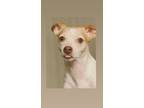 Adopt Eddie a Tan/Yellow/Fawn - with White Rat Terrier / Mixed dog in Elkhorn