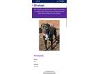 Adopt Hadiya Jackson-Blue a Black - with White Labrador Retriever / Mixed dog in