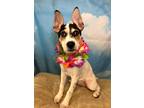 Adopt Pippa a White - with Black Pointer / Cattle Dog / Mixed dog in Hillsboro