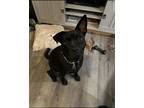 Adopt Luna a Black American Staffordshire Terrier / Labrador Retriever / Mixed