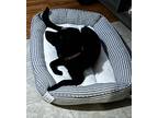 Adopt Piper a Black Labrador Retriever / Mixed dog in Bradenton, FL (39518863)