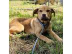 Adopt Alvin a Brown/Chocolate - with White Labrador Retriever / Shepherd