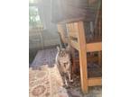 Adopt Luna a Gray, Blue or Silver Tabby Tabby / Mixed (medium coat) cat in