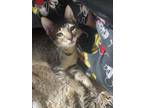 Adopt Saimen a Domestic Shorthair / Mixed cat in Vallejo, CA (41366365)