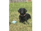 Adopt Fancy a Black - with White Labrador Retriever / German Shorthaired Pointer