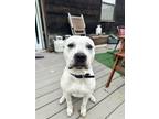 Adopt Stanley a White - with Black American Pit Bull Terrier / Mixed dog in