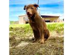 Adopt Eleanor a Brown/Chocolate - with Tan Labrador Retriever / Labrador