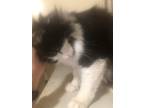 Adopt Oliver a Black & White or Tuxedo Domestic Longhair / Mixed (long coat) cat