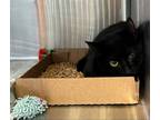 Adopt Cady a All Black Domestic Shorthair / Domestic Shorthair / Mixed cat in