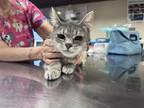 Adopt Juniper a Gray or Blue Domestic Shorthair / Domestic Shorthair / Mixed cat