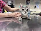 Adopt Isobel a Gray or Blue Domestic Shorthair / Domestic Shorthair / Mixed cat