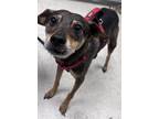 Adopt Ted a Black Terrier (Unknown Type, Medium) / Mixed Breed (Medium) / Mixed
