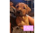 Adopt Pam a Red/Golden/Orange/Chestnut - with White Dogue de Bordeaux / Doberman