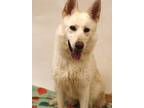 Adopt 84689 Moon a White German Shepherd Dog / Mixed Breed (Medium) / Mixed