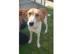 Adopt Cardinal a White Treeing Walker Coonhound / Mixed dog in Ashland