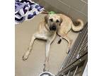 Adopt Ava May a Tan/Yellow/Fawn Anatolian Shepherd / Mixed dog in Newport News