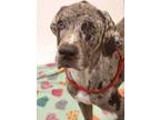 Adopt 84574 Harley a Brown/Chocolate Catahoula Leopard Dog / Pointer / Mixed