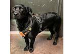 Adopt Percy a Black Labrador Retriever / Basset Hound / Mixed (short coat) dog