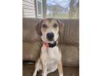 Adopt Boo a Brown/Chocolate - with White Beagle / Coonhound (Unknown Type) /
