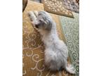 Adopt Gaeul a White Mutt / Mixed dog in Garland, TX (41366046)
