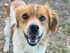 Adopt Mateo a Red/Golden/Orange/Chestnut Mixed Breed (Small) / Mixed dog in