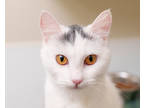 Adopt Peep a White Domestic Shorthair / Domestic Shorthair / Mixed cat in Boise