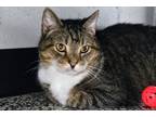 Adopt Nestle a Brown or Chocolate Domestic Shorthair / Domestic Shorthair /