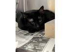 Adopt Natsu a All Black Domestic Shorthair / Domestic Shorthair / Mixed cat in