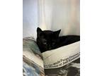 Adopt Kitty Soft Paw a All Black Domestic Shorthair / Domestic Shorthair / Mixed