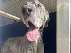 Adopt Journey a Gray/Blue/Silver/Salt & Pepper Mixed Breed (Large) / Mixed dog