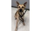 Adopt Donnie a Brown/Chocolate German Shepherd Dog / Mixed dog in Gulfport