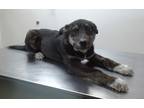 Adopt Rex a Black Australian Cattle Dog / Mixed dog in Farmington, NM (41205807)