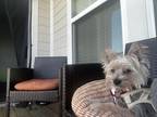 Adopt Robbie a Gray/Silver/Salt & Pepper - with White Morkie / Mixed dog in
