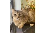 Adopt Tilly a Brown or Chocolate Domestic Shorthair / Domestic Shorthair / Mixed