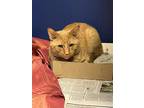 Adopt Trunks a Orange or Red Domestic Shorthair / Domestic Shorthair / Mixed cat