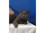 Adopt Lady Grey a Gray or Blue Domestic Shorthair / Mixed Breed (Medium) / Mixed