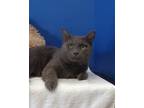 Adopt Lady Grey a Gray or Blue Domestic Shorthair / Domestic Shorthair / Mixed