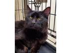 Adopt Dimitri a All Black Domestic Mediumhair / Domestic Shorthair / Mixed cat